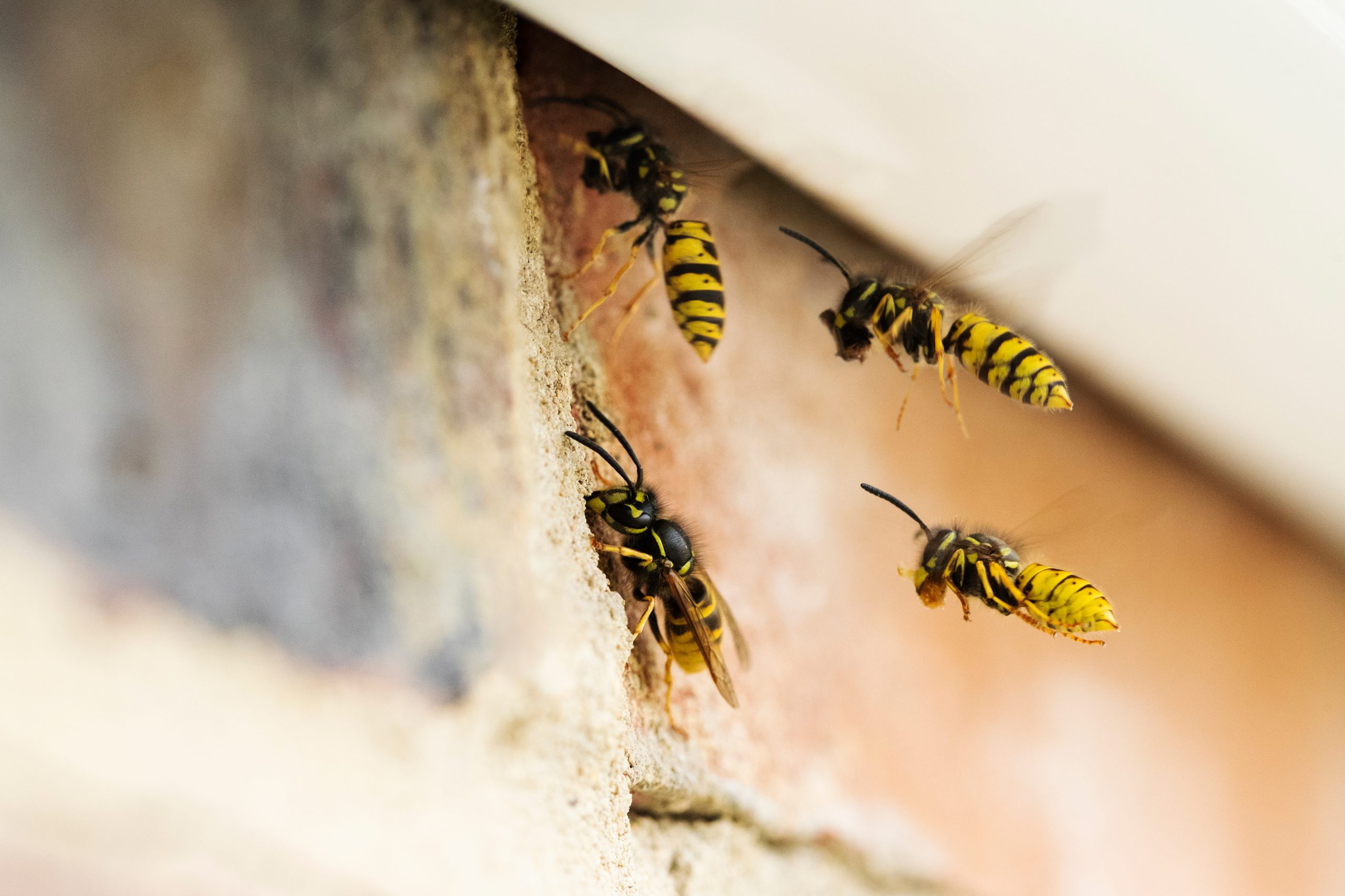 Reading Wasp Nest Removal