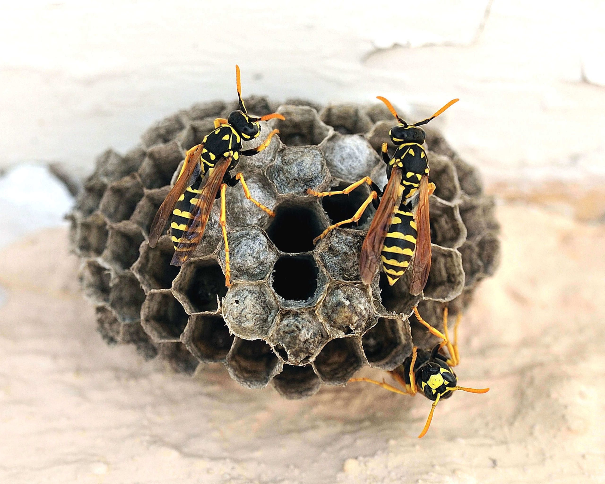 Reading Wasp Nest Removal